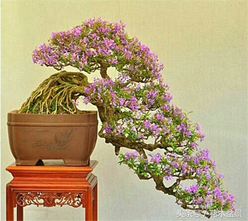 树桩断枝,树桩盆景断了怎么办