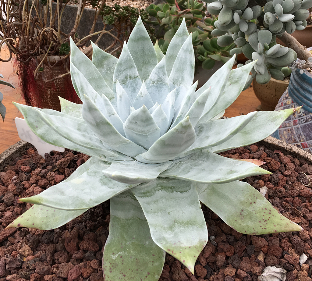 多肉拇指仙女杯适合用什么样的土,秋天多肉仙女杯怕淋雨吗