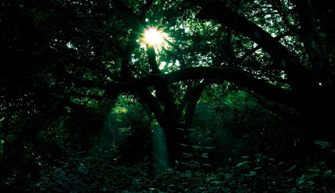 顾城的门前读诗,顾城的经典诗句感悟