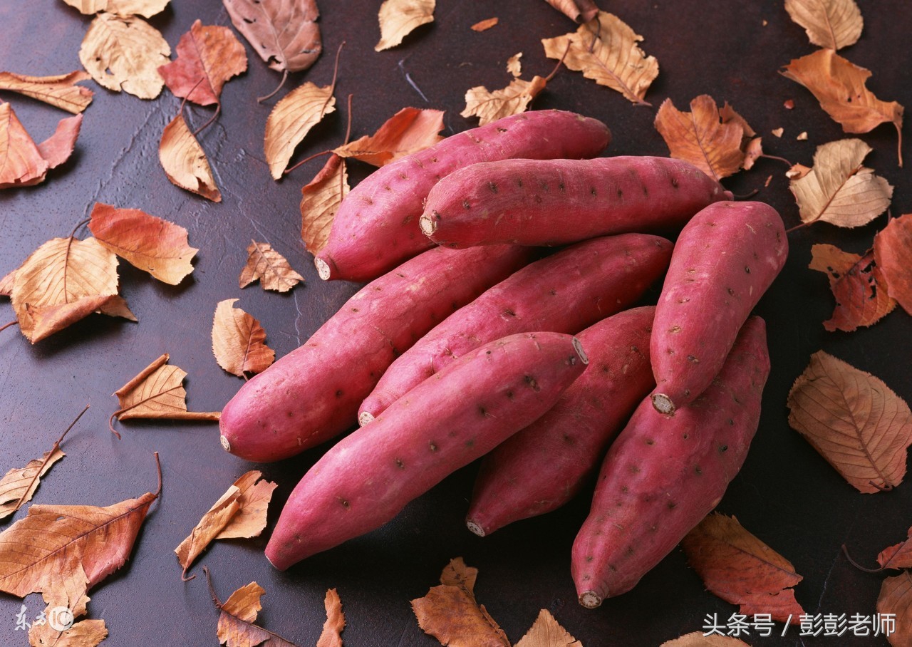 草药小金不换的图片功效与作用,哪地的草药金不换最有功效