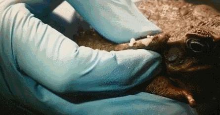 澳洲大量狗舔蟾蜍上瘾,狗狗舔到蟾蜍有没有事