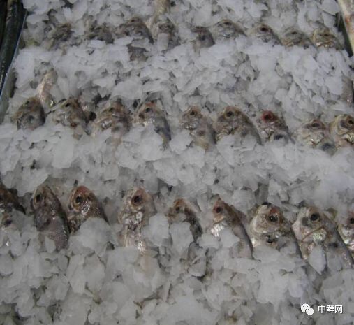 水产养殖技术干货,带鲜味的动物食材