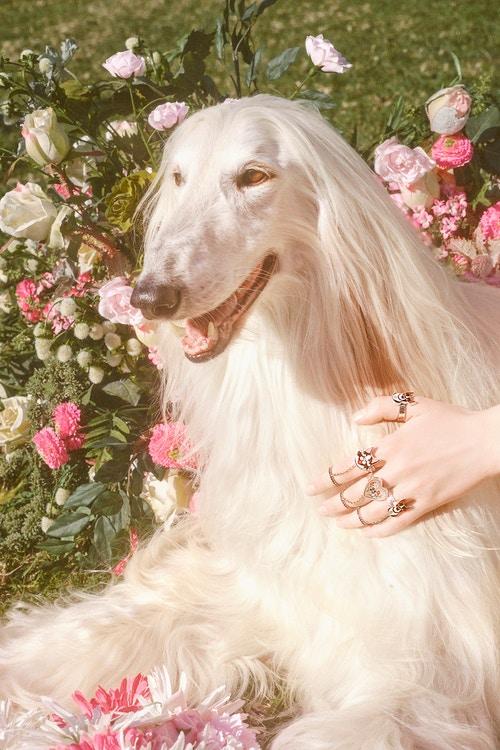 gucci狗头包,gucci刺绣狗头