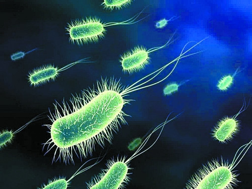 鱼缸怎么样培养硝化细菌,鱼缸如何培养硝化细菌