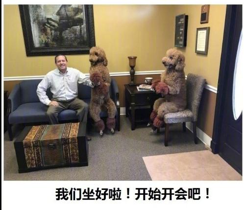 狗狗真好,情多话少——今天来吸吸狗吧~