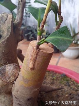 科普嫁接睫毛,嫁接原理是什么