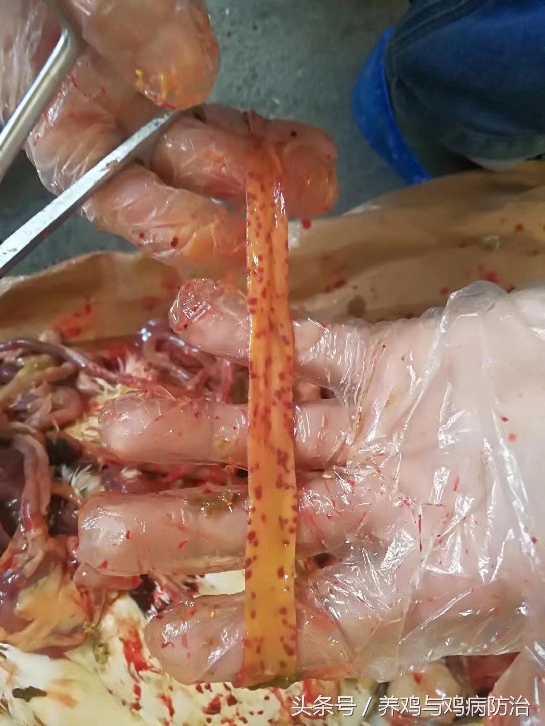 养鸡大全全部视频,养鸡视频大全100只鸡