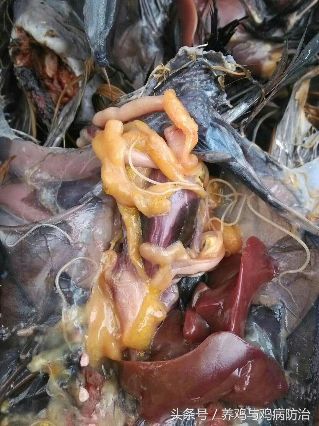 养鸡对肠道好吗,养鸡最好的肠道药