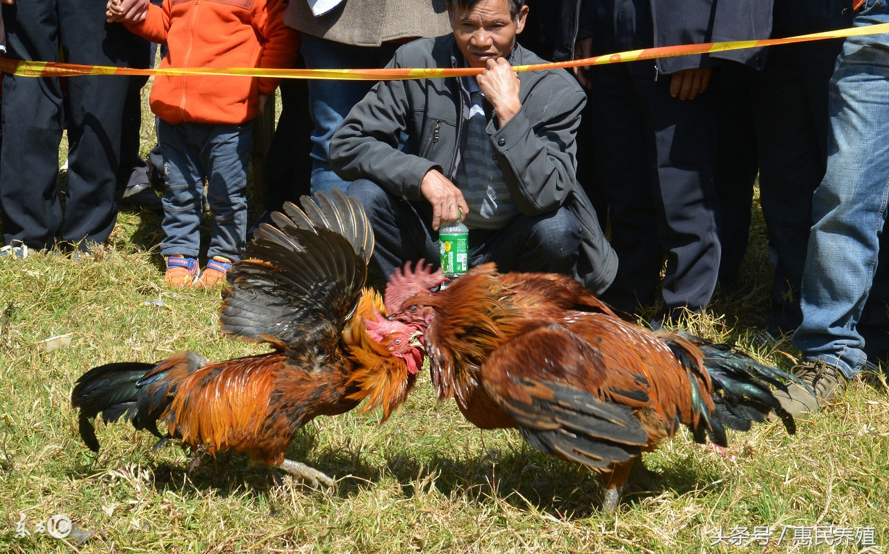 鸡痘用什么药防治,养鸡如何处理鸡痘