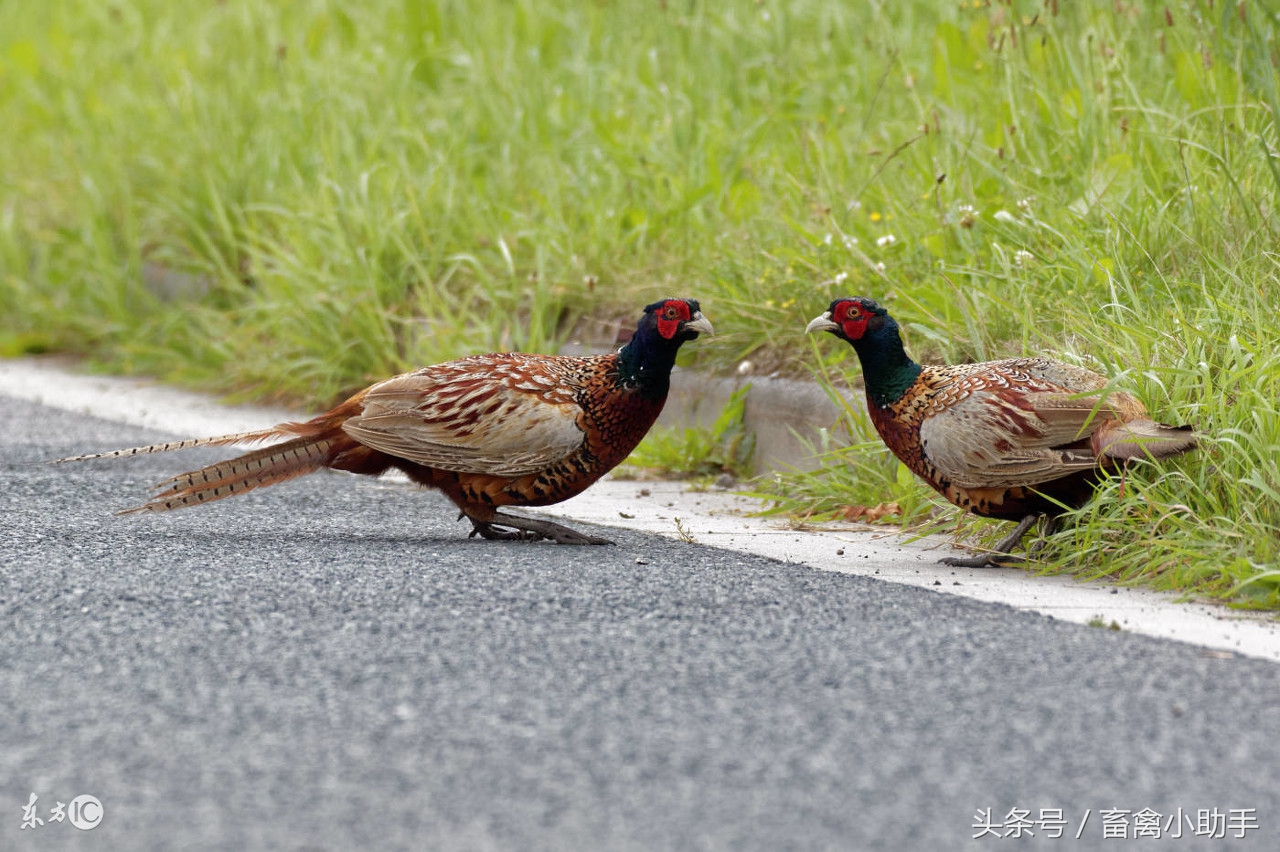 独辟蹊径养野鸡，收获很意外