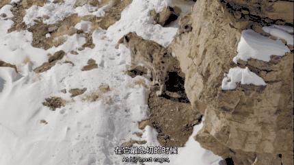 我打赌，这部「三级片」让你从此走上喵生巅峰！