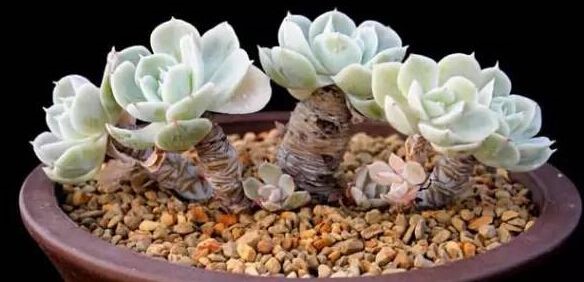 有钱买不到!这才是真正的多肉老桩