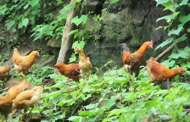 蛙宝的缺点,蛙宝的真实样子