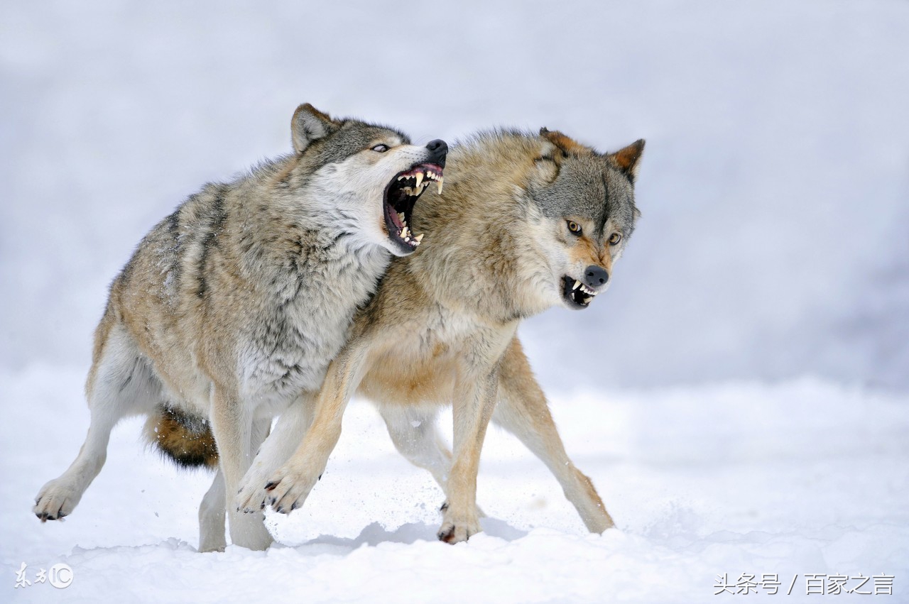 牧民口述往事；狼的回馈（2）