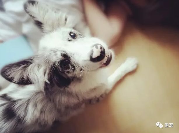 怎样挑选一只好的边牧犬,如何挑选边牧幼犬品相好
