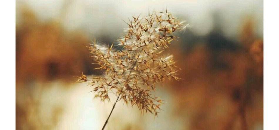 洗髓术的基本功,洗髓悬吊功练功步骤