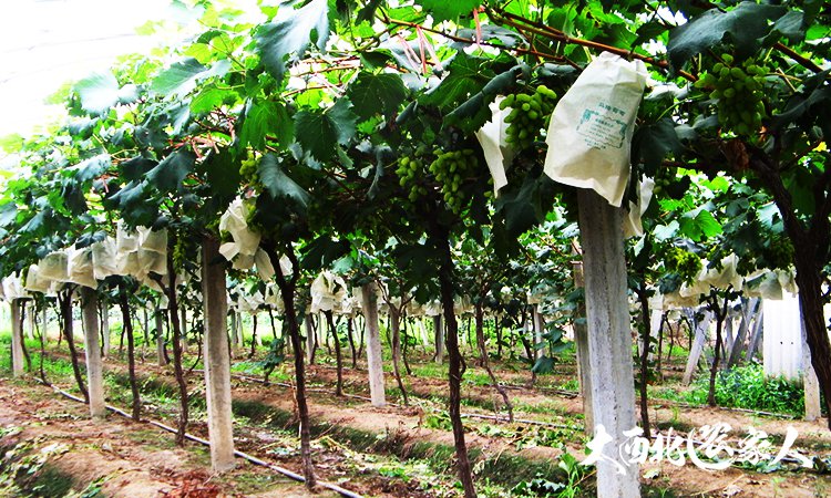 葡萄园管理方法视频,葡萄园套袋手法