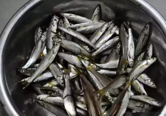 农村乡下水里的这些野货，你小时候有没有捉过？觉得好吃吗？