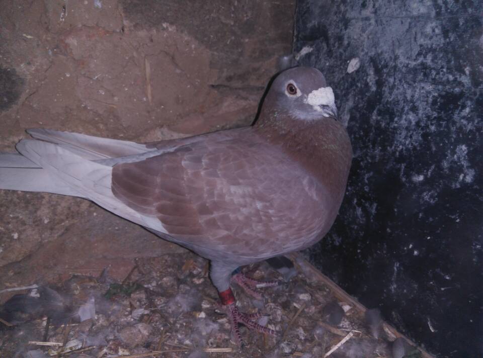 什么地方容易抓天落鸟,什么地方的天落鸟比较多