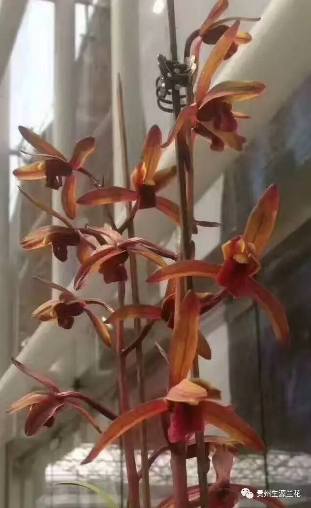 最名贵的兰花多少钱一棵,名贵的兰花多少钱一株