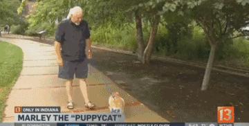 现在的猫都学成精了,这年头连猫都成精了