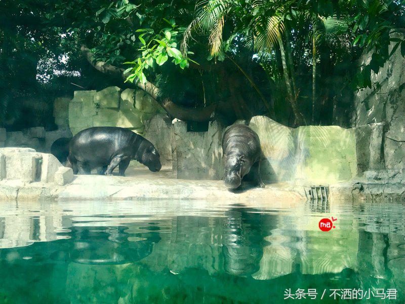 长隆野生动物园3天2晚亲子游,广州长隆野生动物园亲子游攻略