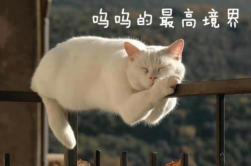 猫为什么爱鱼呢,猫为什么对我嘶吼