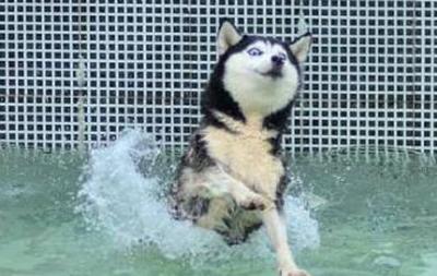 二货哈士奇是怎么来的？难道真是狼和狗OOXX...生的？！