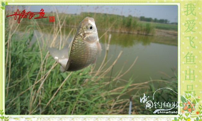 我爱飞鱼初探新钓点