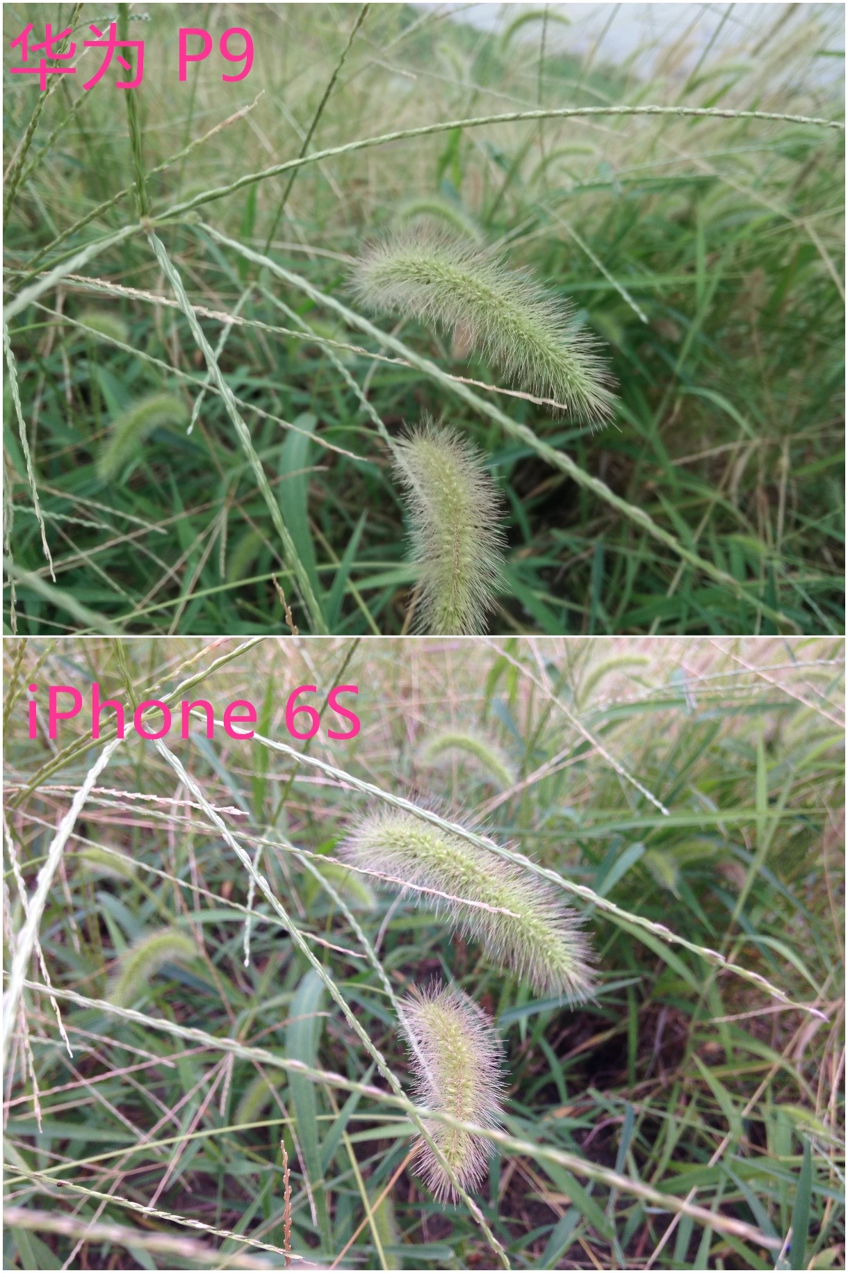 徕卡德味！华为P9和iPhone6S拍照对比