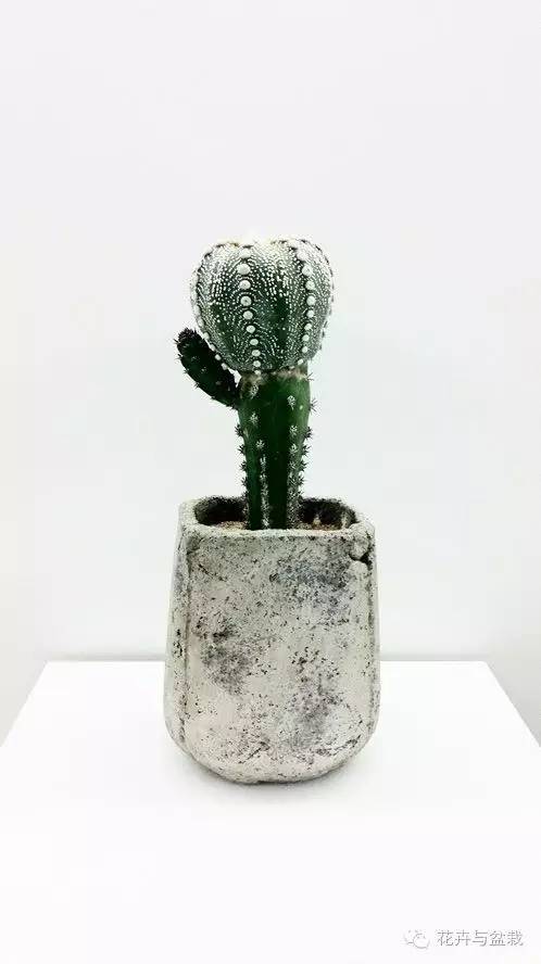 哪些植物吸收甲醛和防辐射,电脑旁边放什么植物防辐射最好