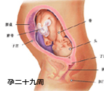 怀孕八个月臀位胎儿图,怀孕八个月胎儿几斤正常
