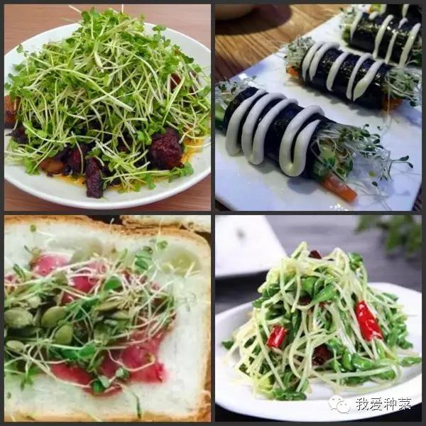 纸上种菜观察记录,纸上种菜