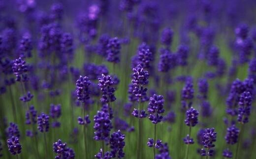 薰衣草什么时候开花最好看,衣草适合在什么季节开花