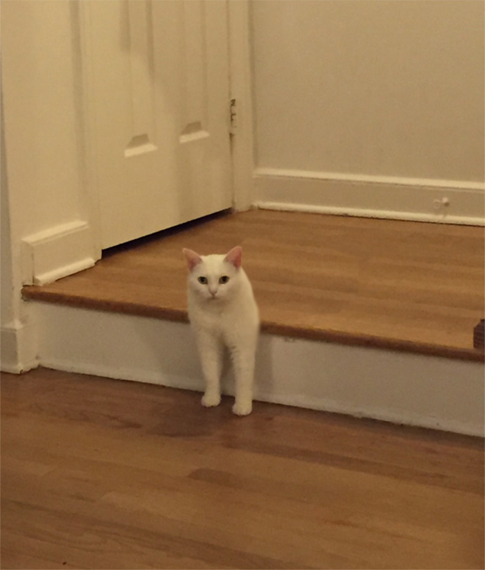 喵星人被恶搞了,喵星人下楼梯