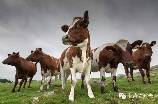 澳洲奶粉最全详解,说说澳洲和牛那些事儿