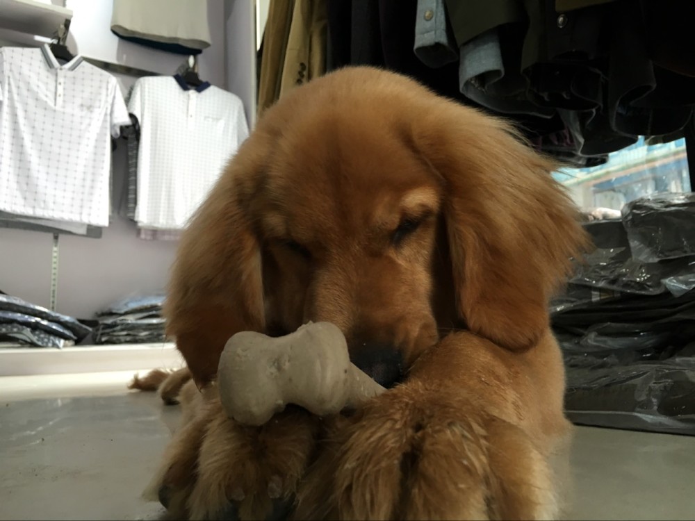 如果把金毛吃进去了会怎么样,金毛在家里偷吃