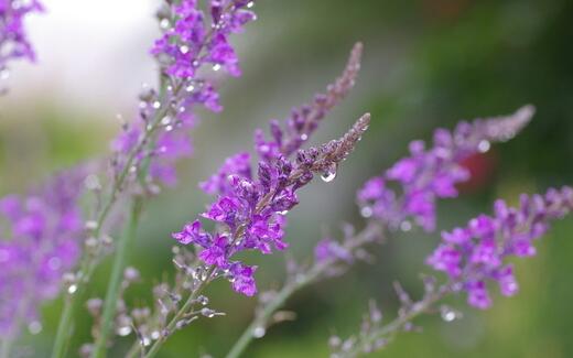 薰衣草什么时候开花最好看,衣草适合在什么季节开花
