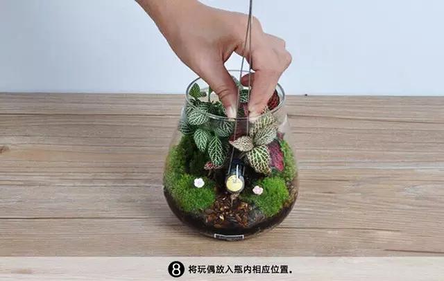 苔藓盆栽制作方法,苔藓植物盆栽制作