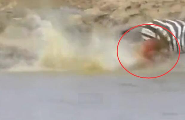 鳄鱼咬破蟒蛇的肚子,斑马被鳄鱼狠咬肚子后逃脱