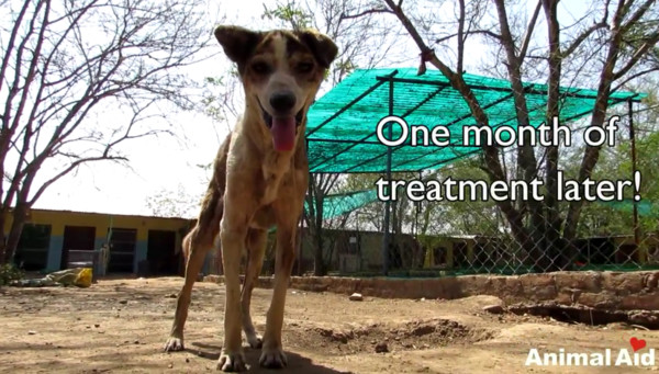 这只流浪狗屁股溃烂长蛆,快要自我放弃时这些人的到来让它重生