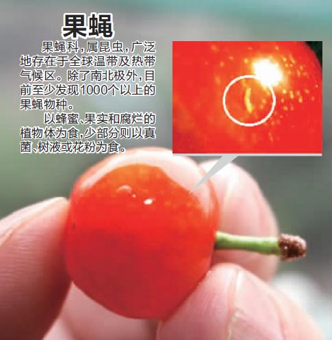 樱桃掰开里面有虫子,吃到樱桃里的虫子会怎么样