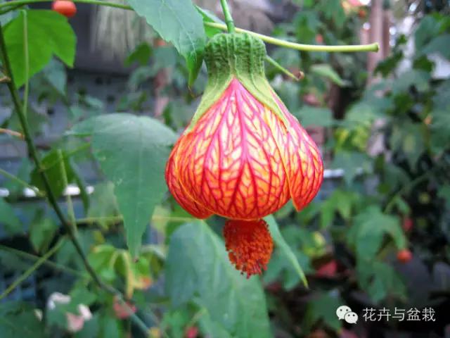 爬墙的花哪个爬得最快,爬墙很厉害的花卉