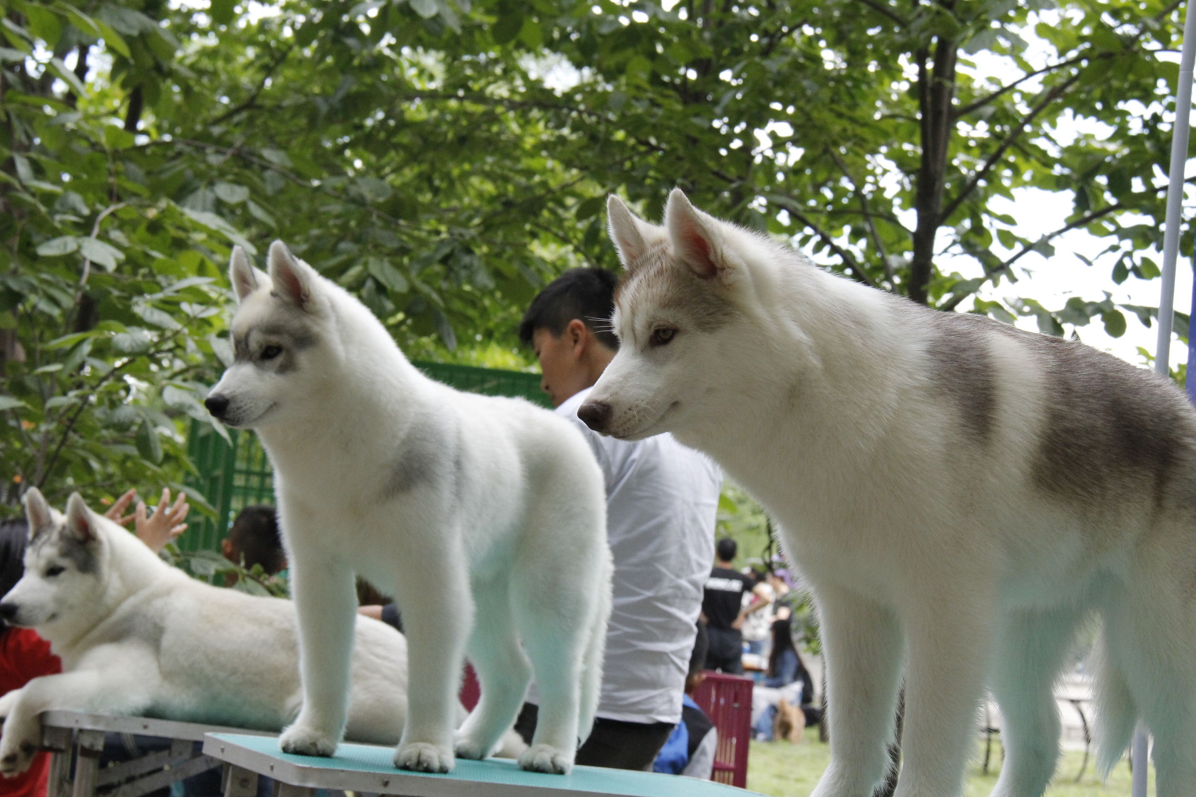 simon说狗：京北唯一纯种犬狗狗集市开业见闻