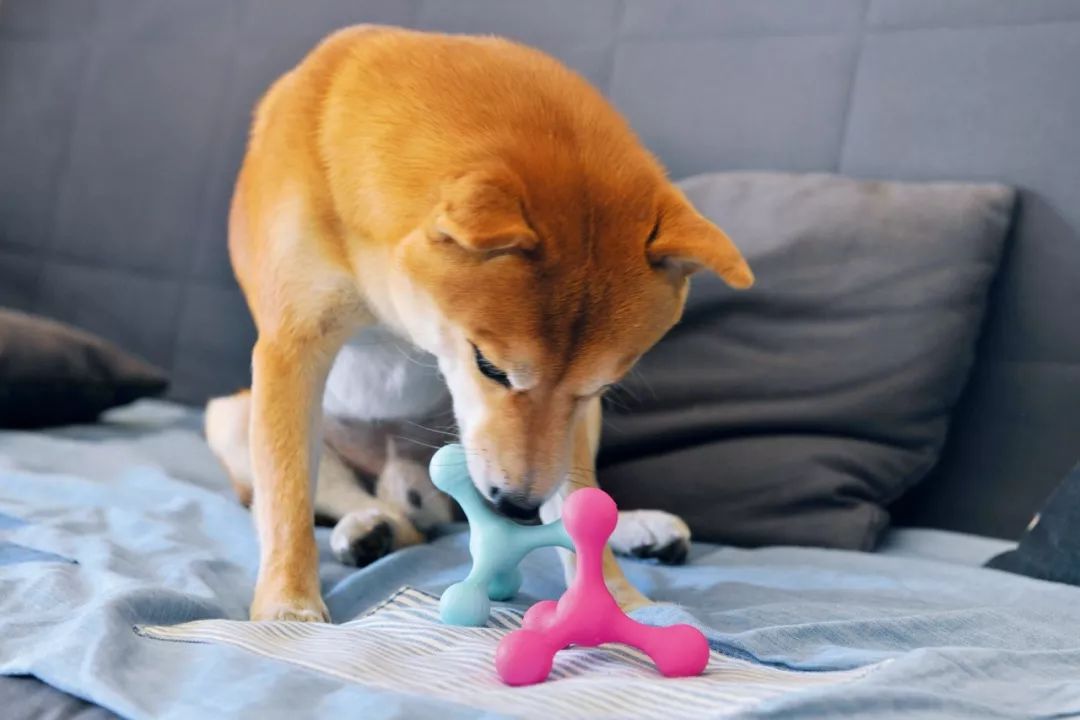 柴犬实测7款玩具：网络上的热门款玩具适合它玩耍吗？