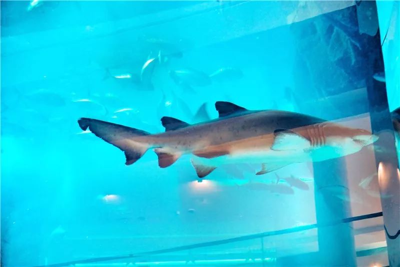 攻略｜女人犒赏自己莫过于Dobuy·迪拜