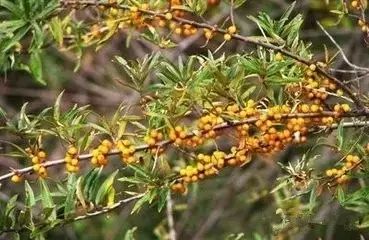 新疆南疆野生动物图片,南疆常见绿化植物