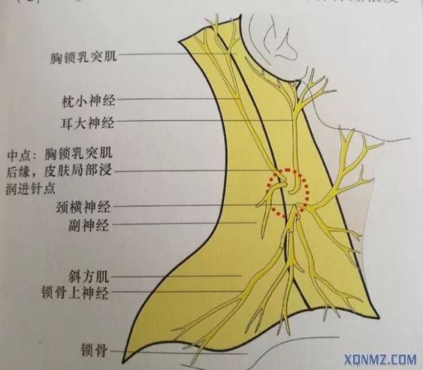 超声引导隐神经阻滞视频教学,超声引导下腰椎旁神经阻滞视频
