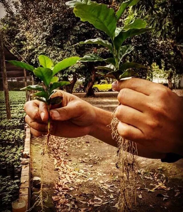 咖啡师入门必看的咖啡知识,精品咖啡学中咖啡的基本知识