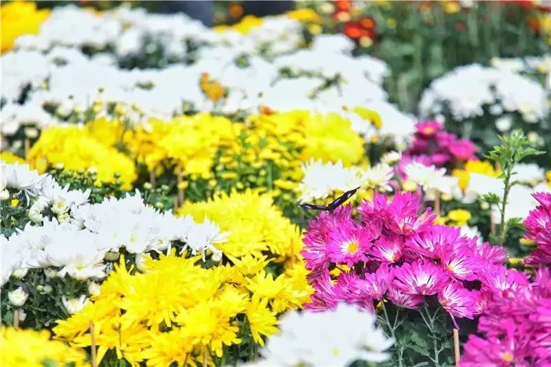 广东佛山花市游玩攻略,广东省佛山市行花街